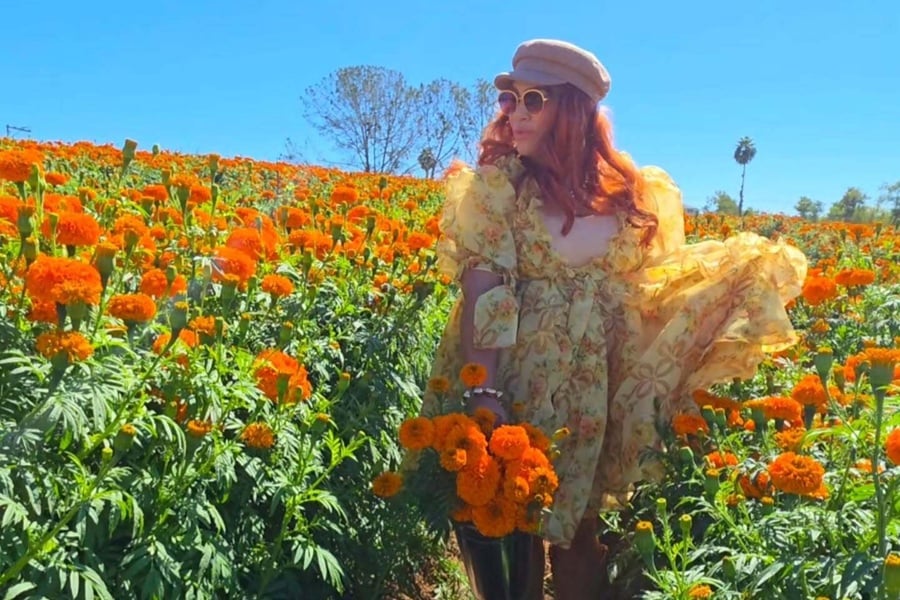 Marigold fields in bloom at the Pumpkin & Marigold Harvest Festival