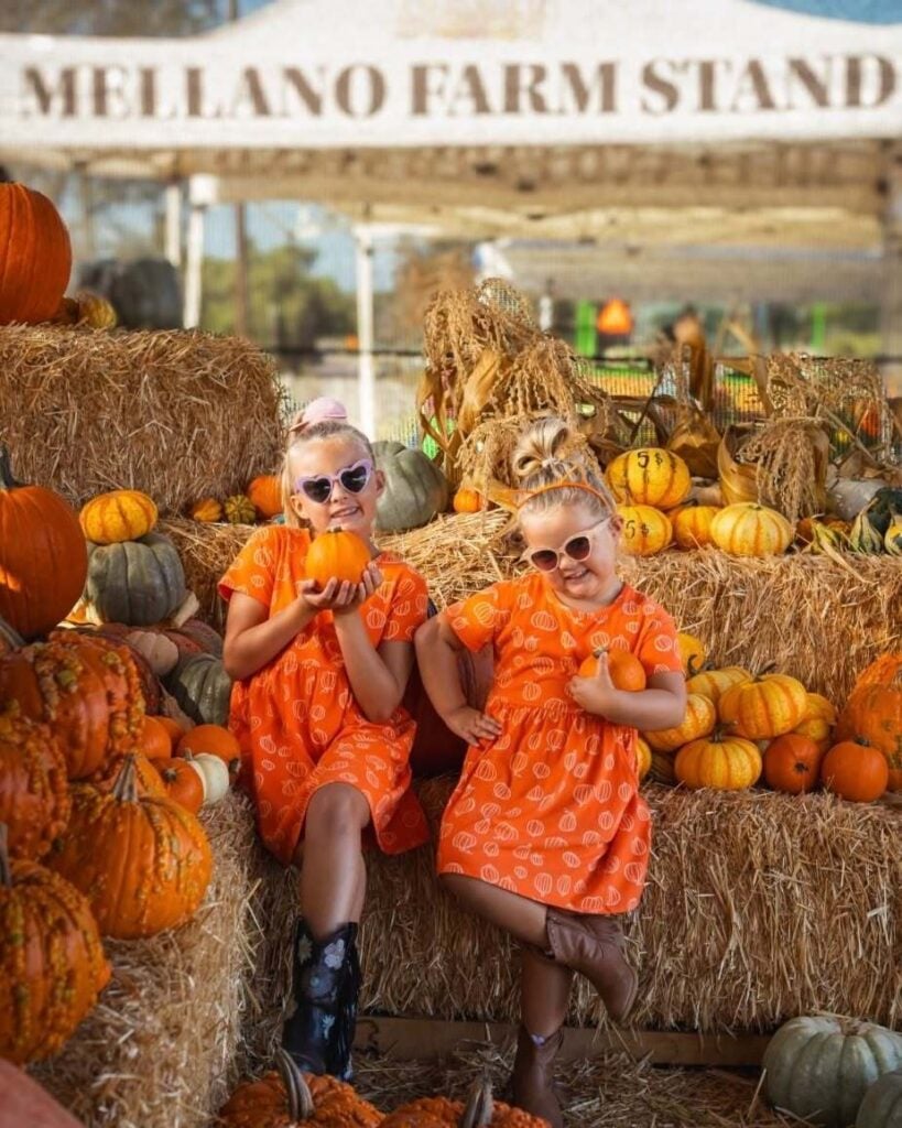 A pumpkin patch at the Pumpkin & Marigold Harvest Festival