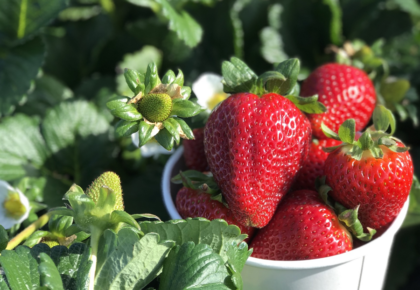 Mellano Farm Stand Strawberry Festival