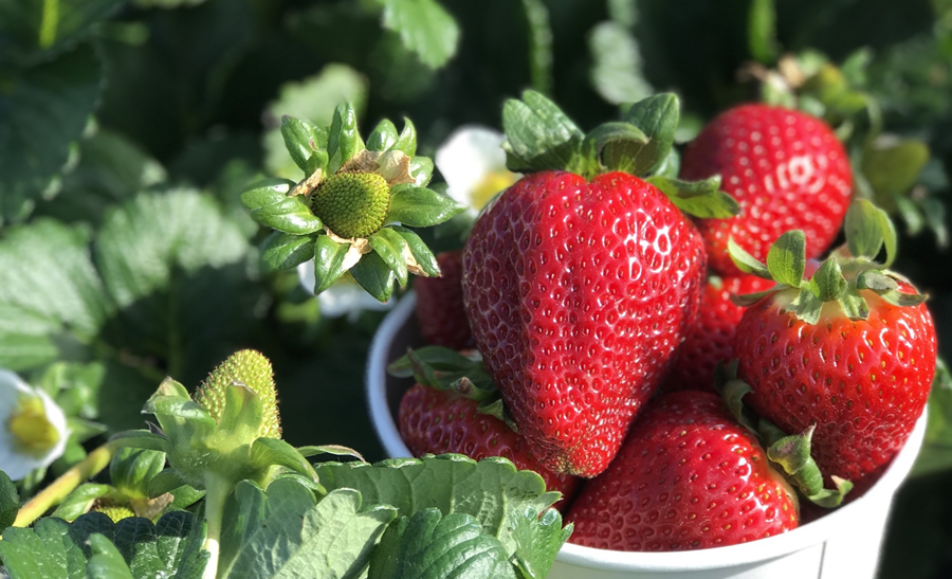 Mellano Farm Stand Strawberry Festival