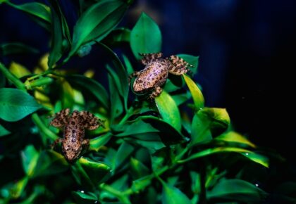 Mountain Yellow-legged Frog