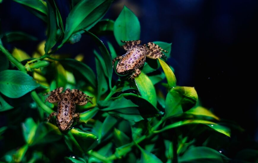 Mountain Yellow-legged Frog