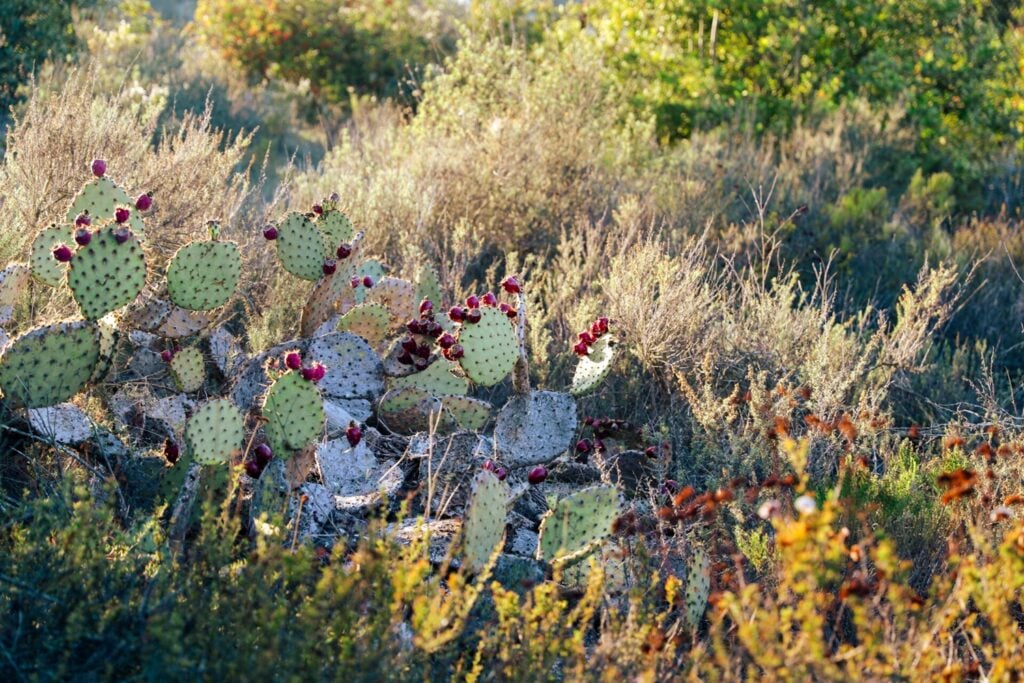 cactus with flowers