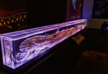 Oarfish: Recent Discoveries