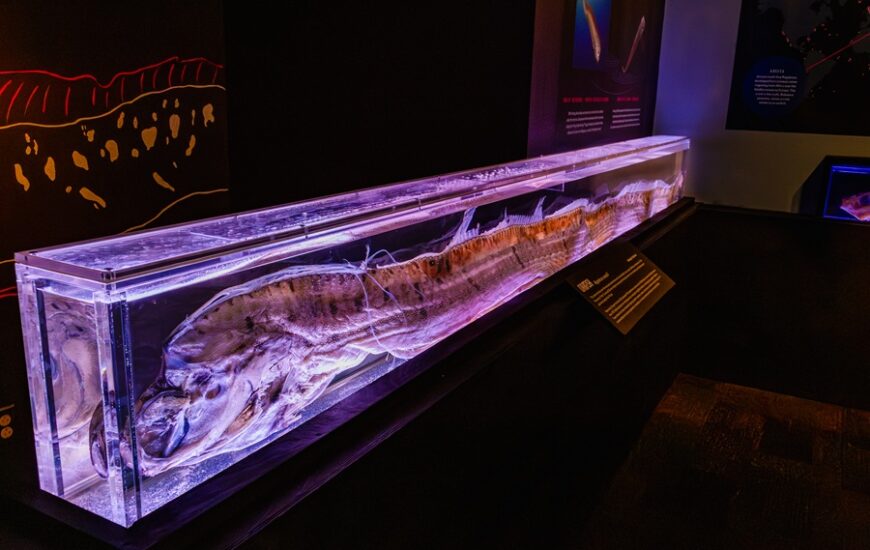Oarfish: Recent Discoveries