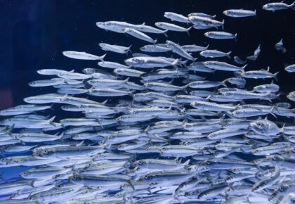 birch aquarium Ocean Science Lecture Series fall
