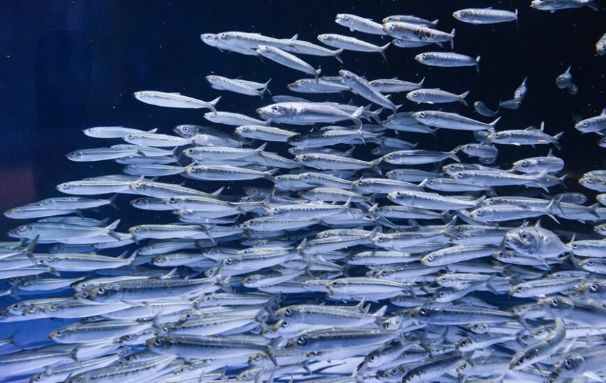 birch aquarium Ocean Science Lecture Series fall