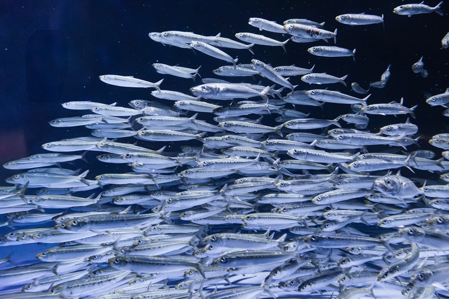 birch aquarium Ocean Science Lecture Series fall