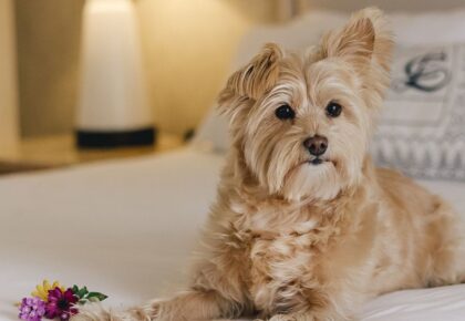 Omni La Costa dog days of summer offerings