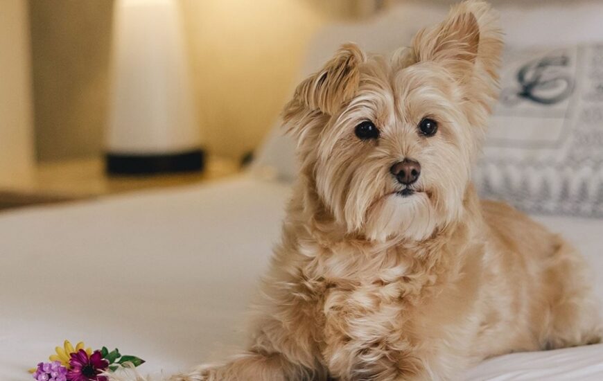 Omni La Costa dog days of summer offerings