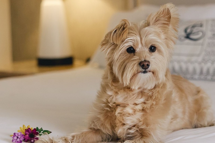 Omni La Costa dog days of summer offerings