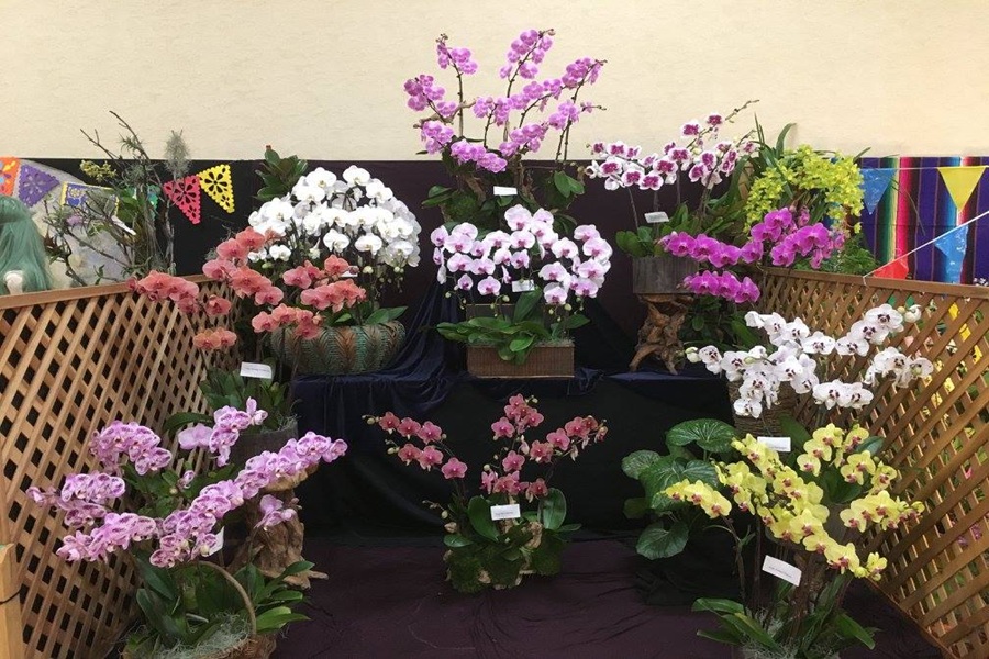Orchid Display At The San Diego Orchid Show