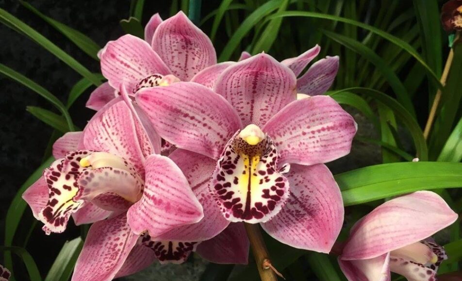 San Diego Orchid Show