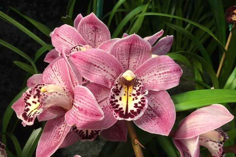 San Diego Orchid Show