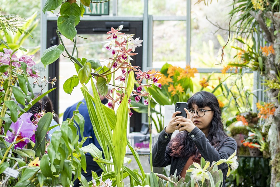 Guests Taking Pictures at Orchids in the Wild