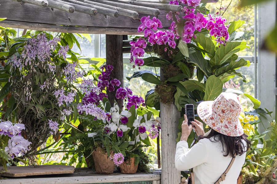 Guests Taking Pictures at Orchids in the Wild