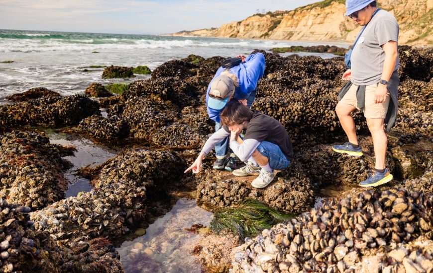 tidepool adventures