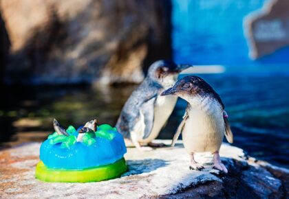 Beyster Family Little Blue Penguins