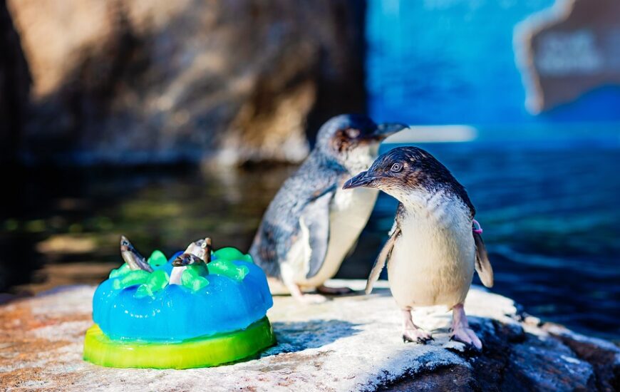 Beyster Family Little Blue Penguins