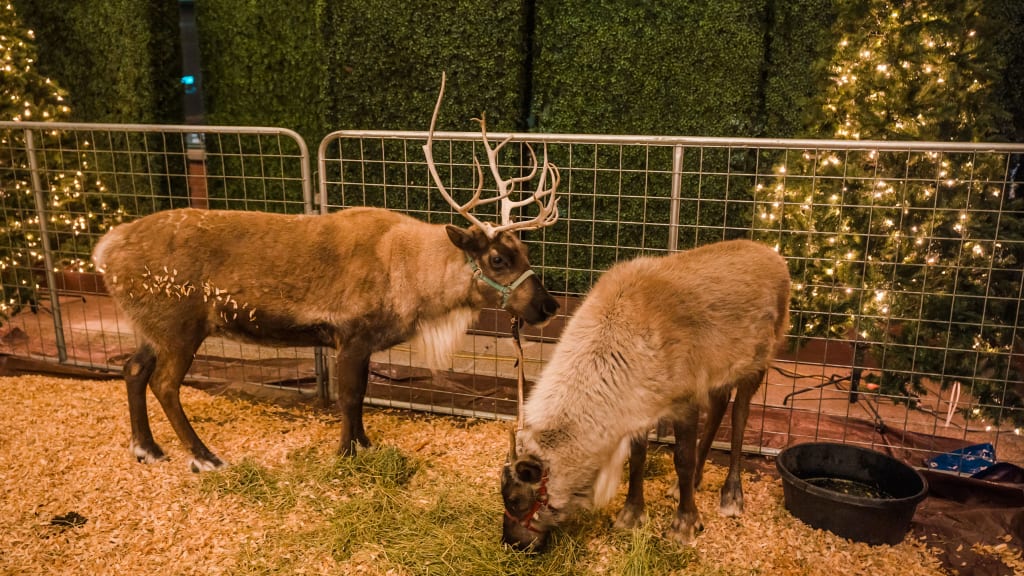 Holiday Market at Petco Park