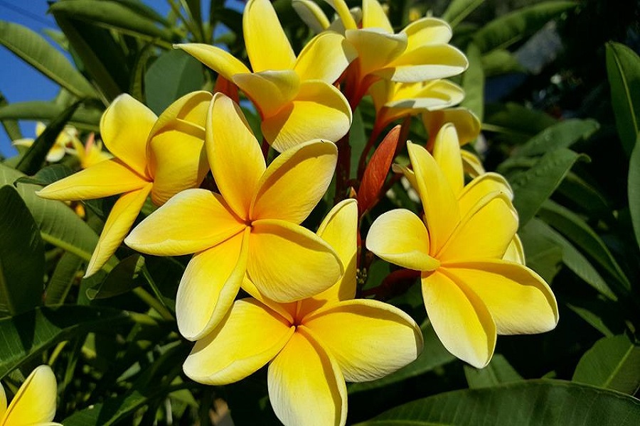 Plumeria Festival