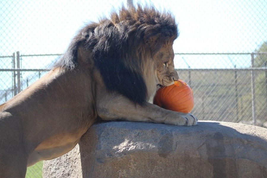 A playful pumpkin celebration at Lions Tigers & Bears