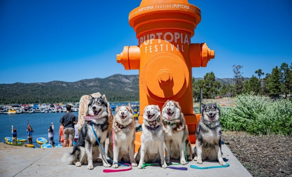 Puptopia Festival Big Bear
