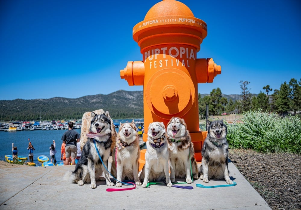 Puptopia Festival Big Bear
