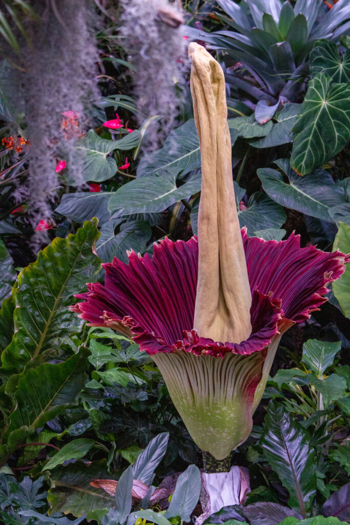 San Diego Botanic Garden’s Rare Corpse Flower Blooms