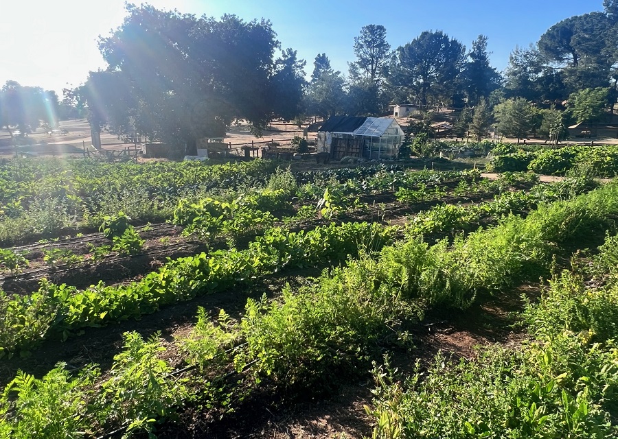 New Organic Garden at San Diego Animal Sanctuary & Farm