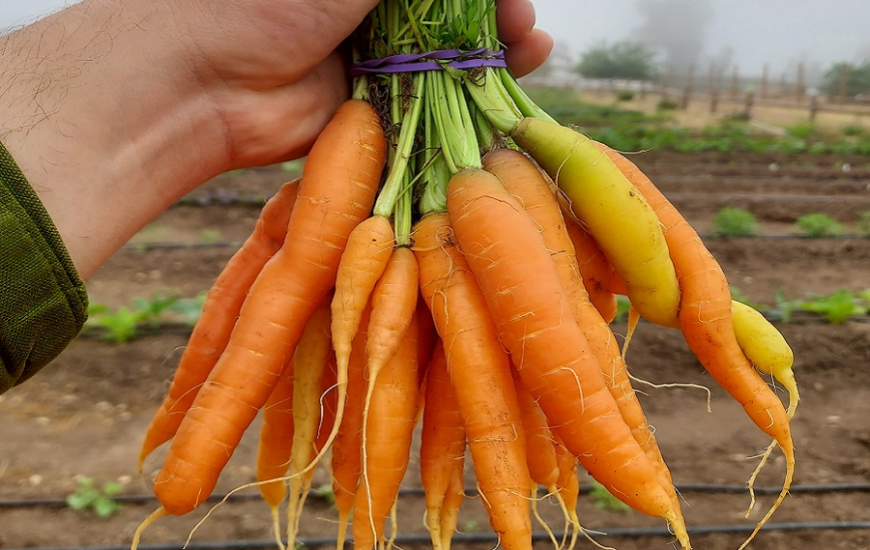 San Diego Animal Sanctuary & Farm Reveals New Organic Garden