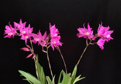 How to Grow Orchids Outdoors in Southern California