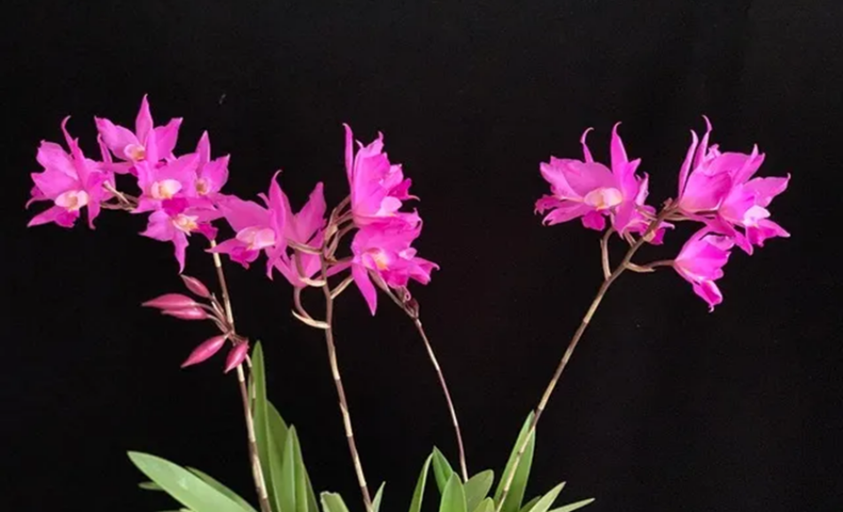 How to Grow Orchids Outdoors in Southern California