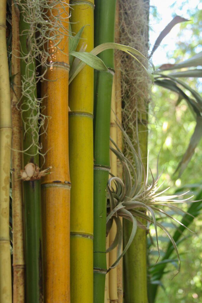 Bamboo: Beautiful Massive Grasses