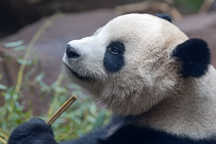 san diego zoo lunar new year