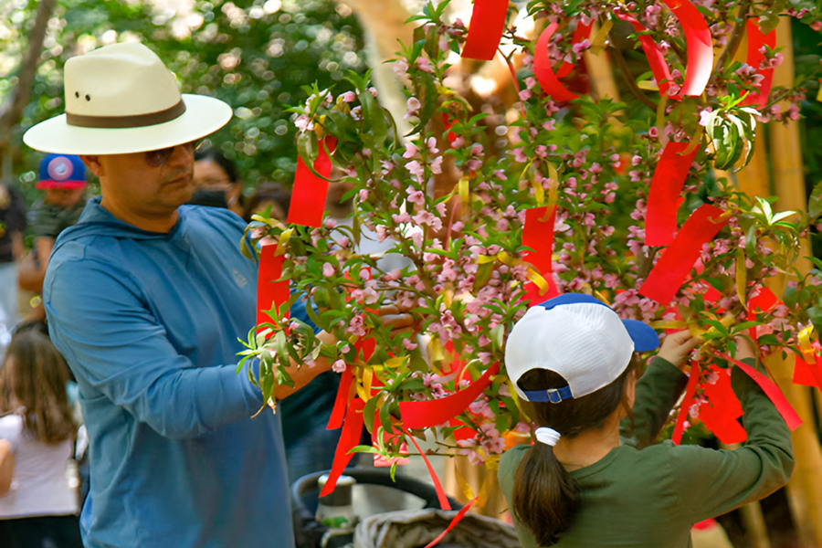 san diego zoo lunar new year