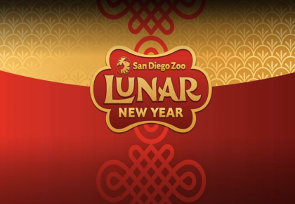 san diego zoo lunar new year