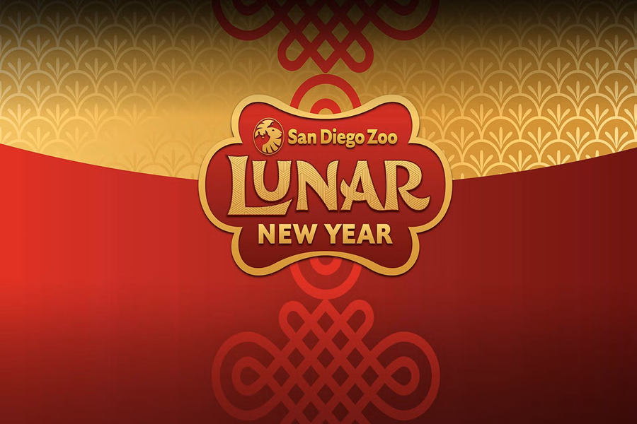 san diego zoo lunar new year