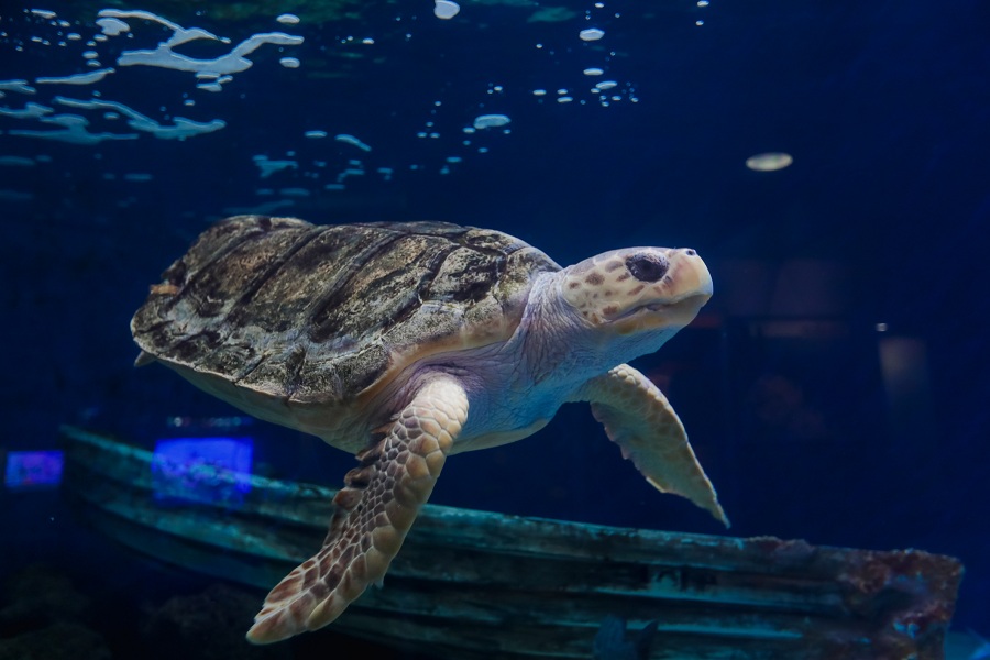 “Shell-ebrate” Five Years With Birch Aquarium’s Sea Turtle At Their Turtleversary!