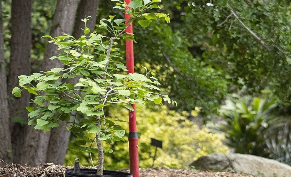 The Survivor Tree Commemoration