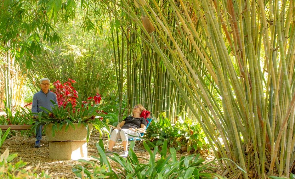 Nature Bathing Workshop At San Diego Botanic Garden