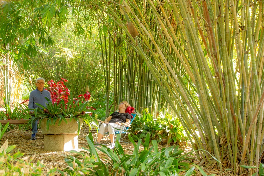 Nature Bathing Workshop At San Diego Botanic Garden