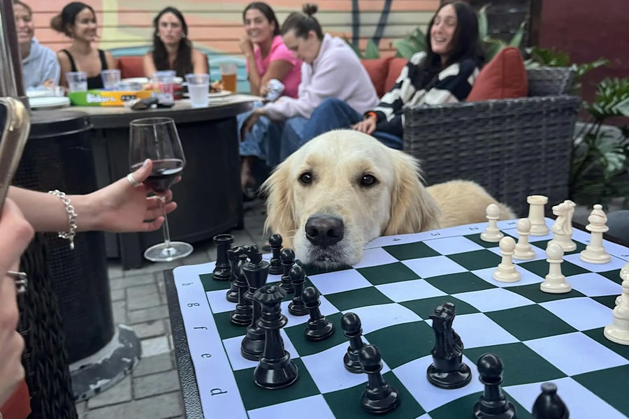 San Diego Chess and Social Pure Pawsh