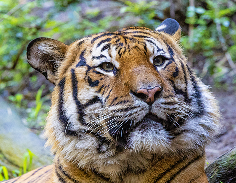tiger's face