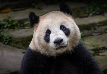 San Diego Zoo Pandas