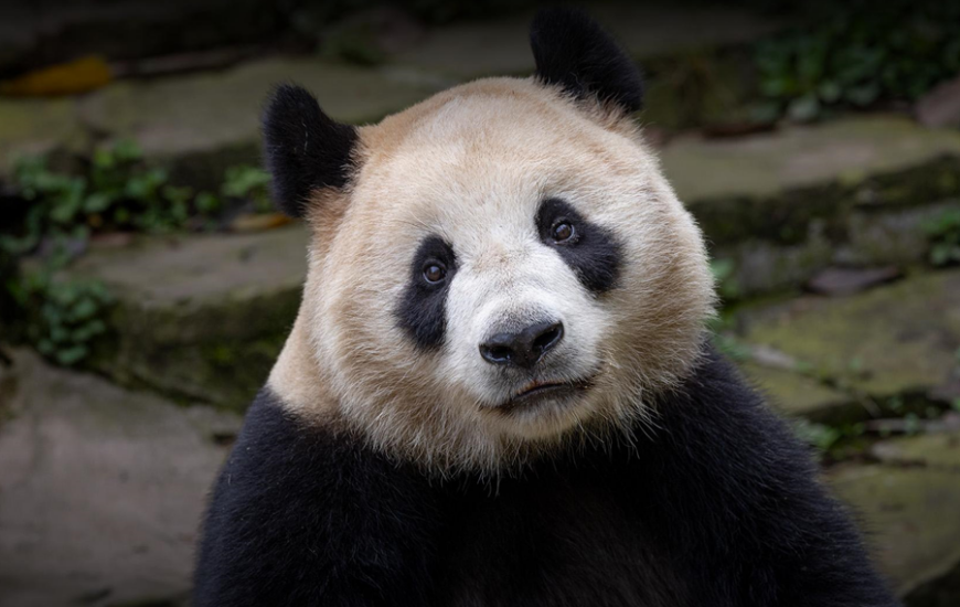 San Diego Zoo Pandas