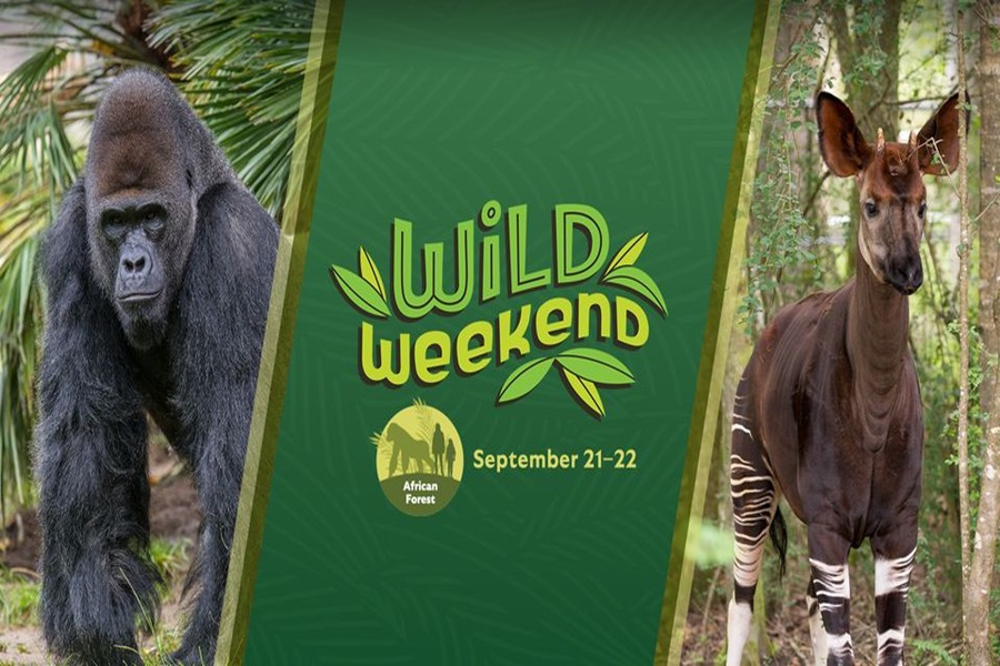 Wild Weekend: African Forest at San Diego Zoo