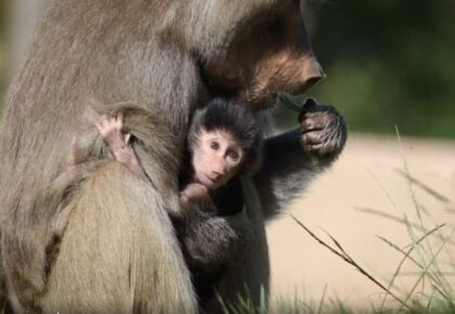 Hamadryas baboon infant Makeda at San Diego Zoo