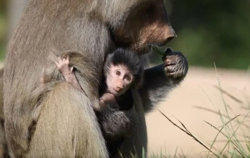 Hamadryas baboon infant Makeda at San Diego Zoo