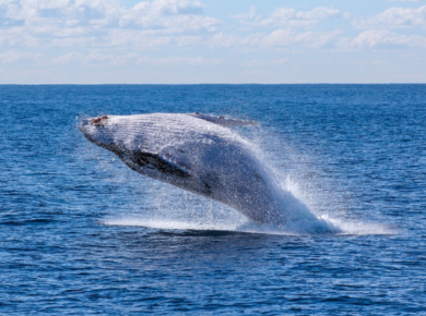 7 Great Ways to See the Whales In San Diego This Season
